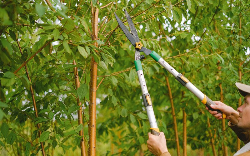 Tree trimming in Esko, MN